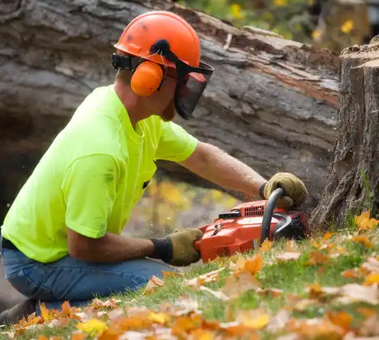 tree services Cass Lake